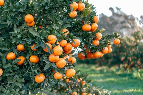 Les nutraceutiques dans l’alimentation